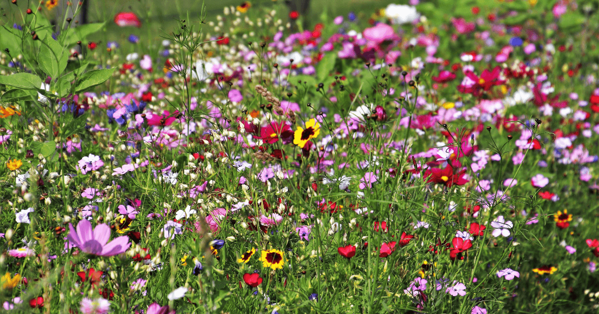 Native prairie grown from seed
