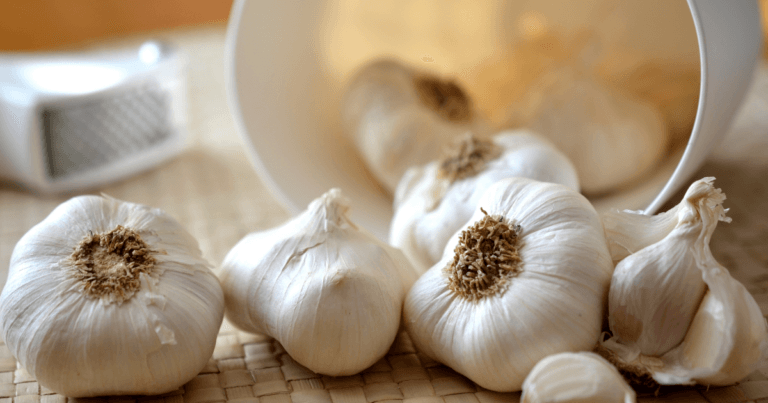 Growing Garlic in the North Webinar