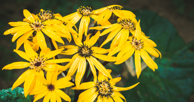 All About Ligularia Webinar