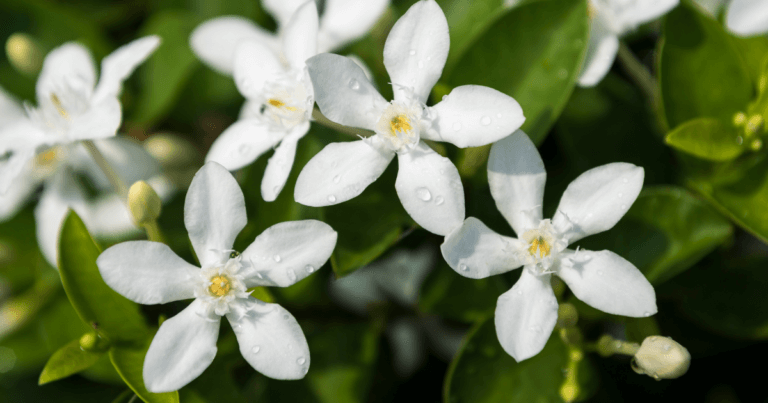 Minnesota Wildflowers: a Field Guide to the Flora of Minnesota