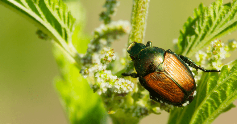 Japanese Beetle Facts