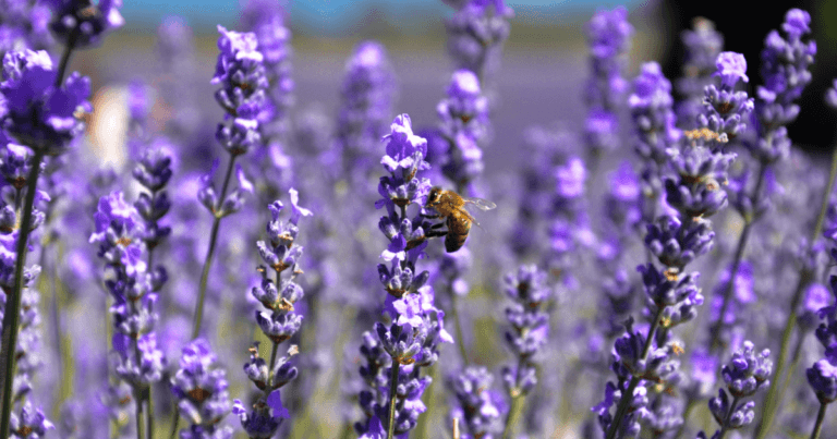 Pollinator Paks