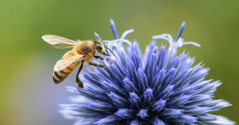 Planting a Pollinator Tea Garden–UMN Bee Lab