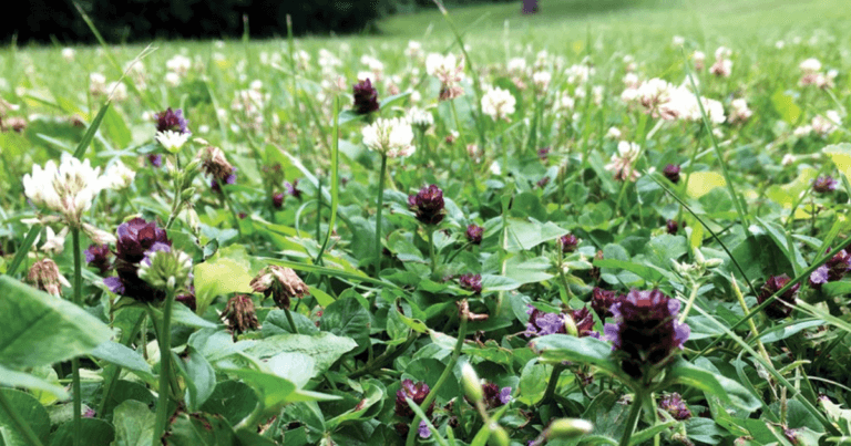 UMN Bee Lab Flowering Lawns and Land Managers Toolkit