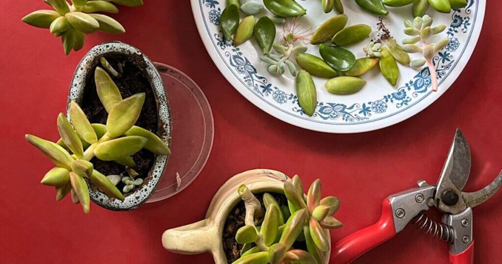 Houseplant propagation