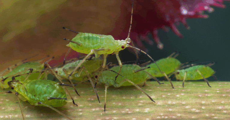 Aphids gather on a stem
