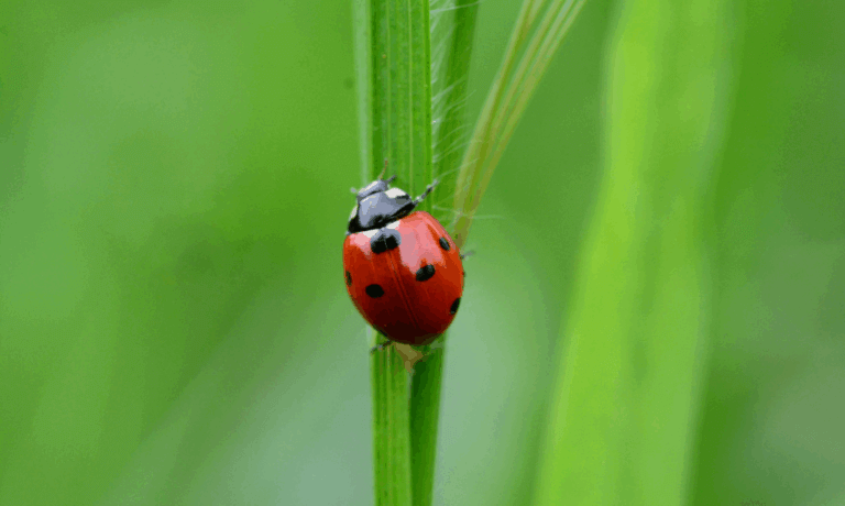 Ladybugs, Asian Lady Beetles and Aphids - Northern Gardener