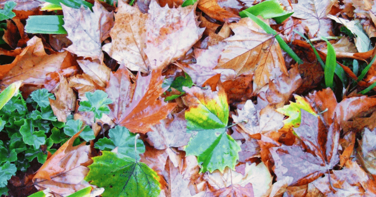 Leave the leaves