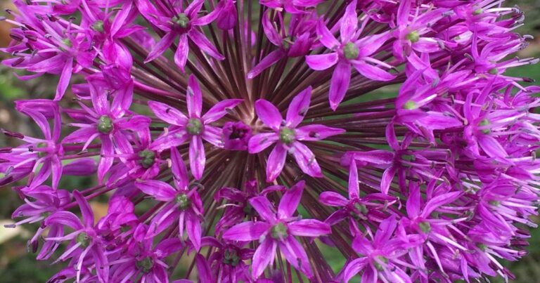Plant Allium for Beauty and Garden Protection