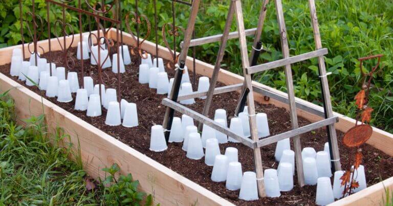 5 Tips for Late Frost Plant Protection