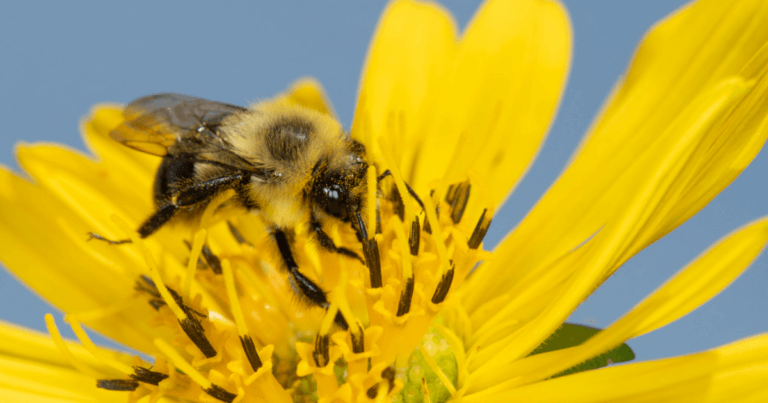 Bee and Wasp Videos by Heather Holm