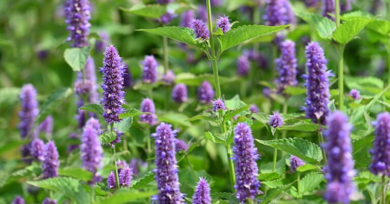 Anise Hyssop: A Friend to Bees