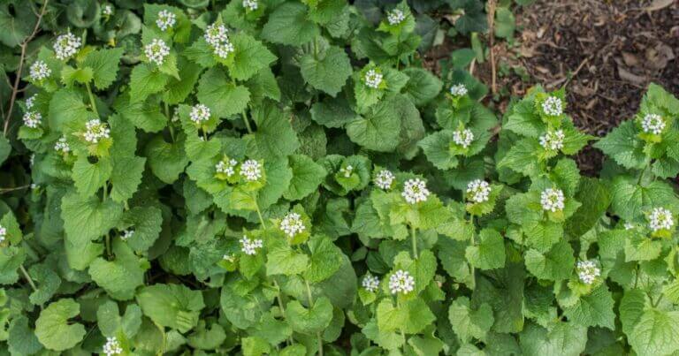 Plant Profile: Garlic Mustard