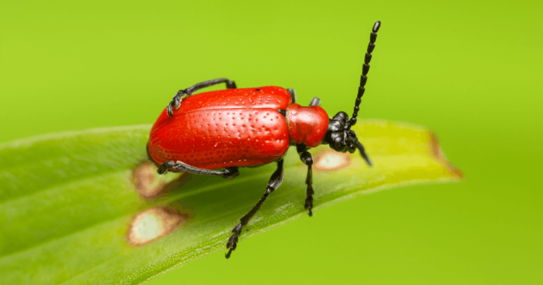 Lily Leaf Beetle