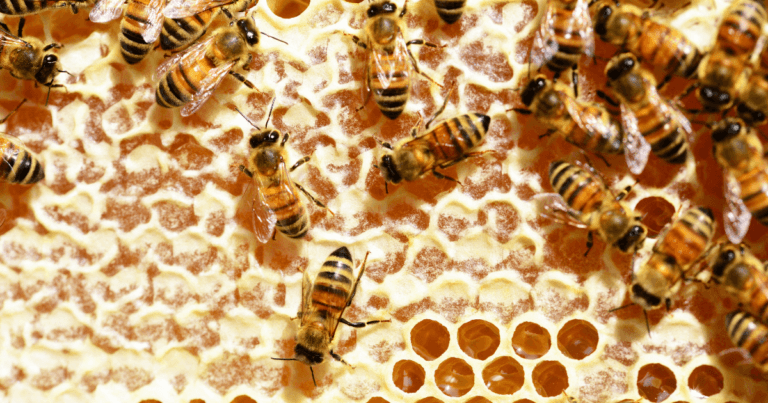 Want To Save The Bees? Focus On Habitat, Not Honey Bees