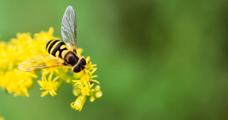 Specialist Bees and Native Plants – By Guest Author, Heather Holm