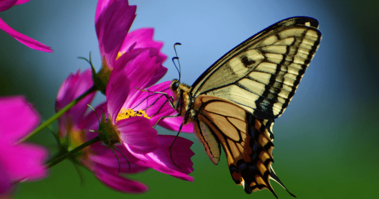 How to Garden and Landscape for Butterflies, by Alan Branhagen