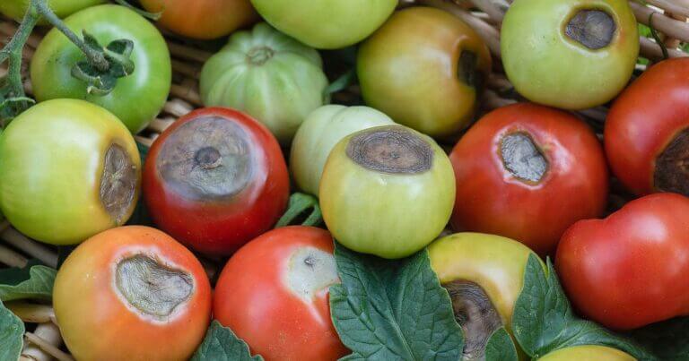 Your Tomato Questions Answered