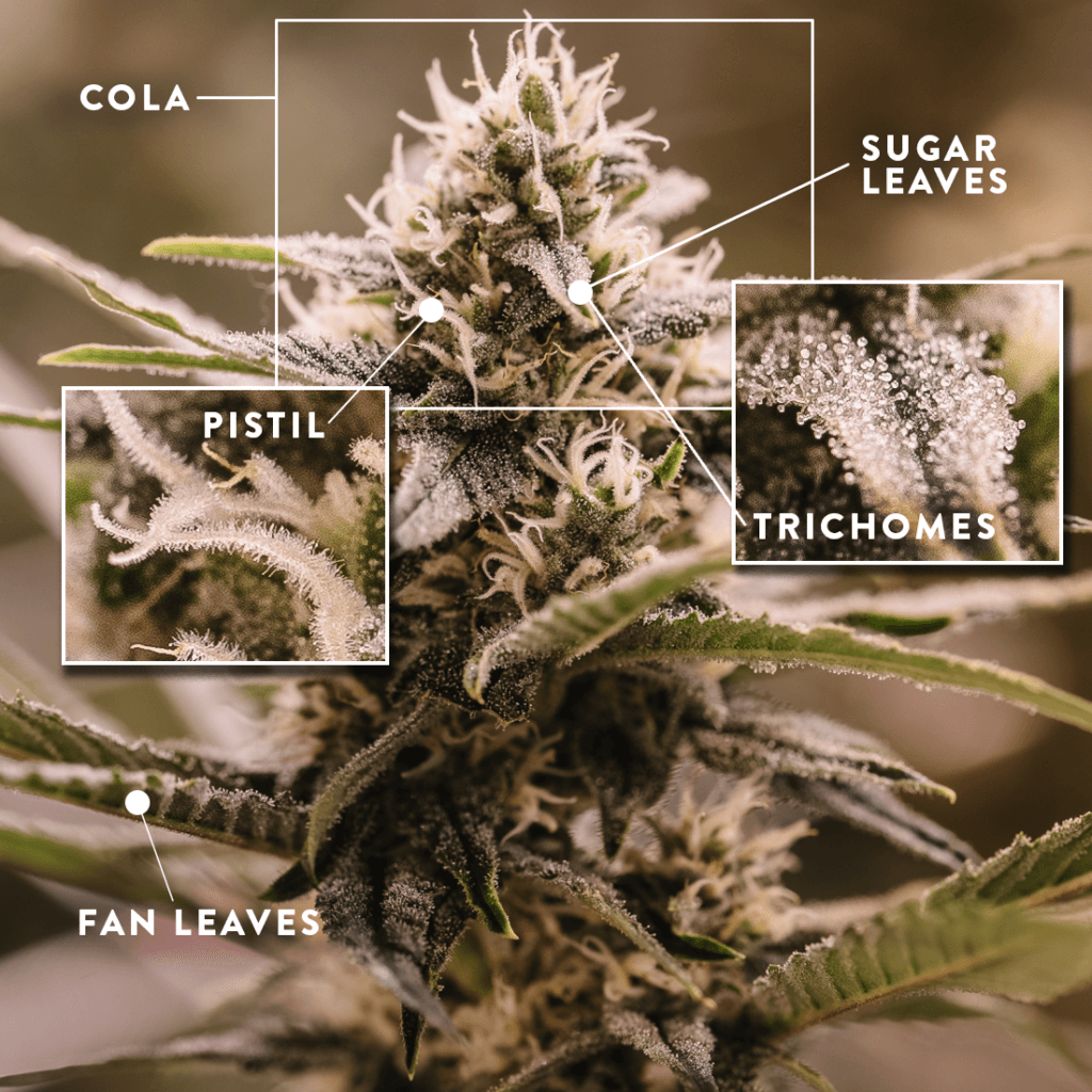 From seed to plant: How to grow your four legal cannabis plants