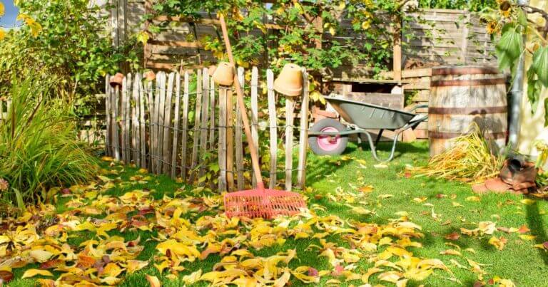 Fall Clean-up for Pollinators