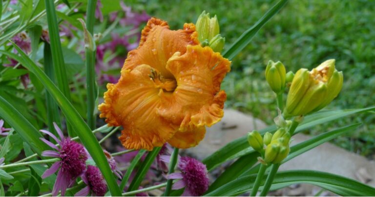 40 Best Daylilies for Northern Gardeners