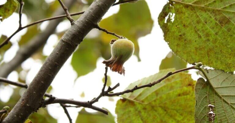 Agroecology in the Heartland