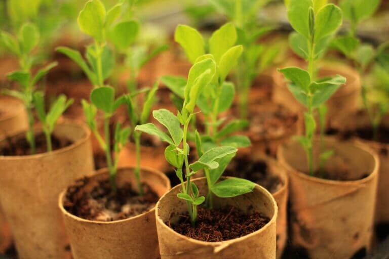 seedlings in cardboard contaienrs