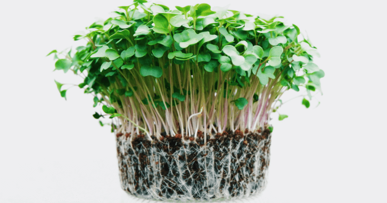Growing microgreens on a white background