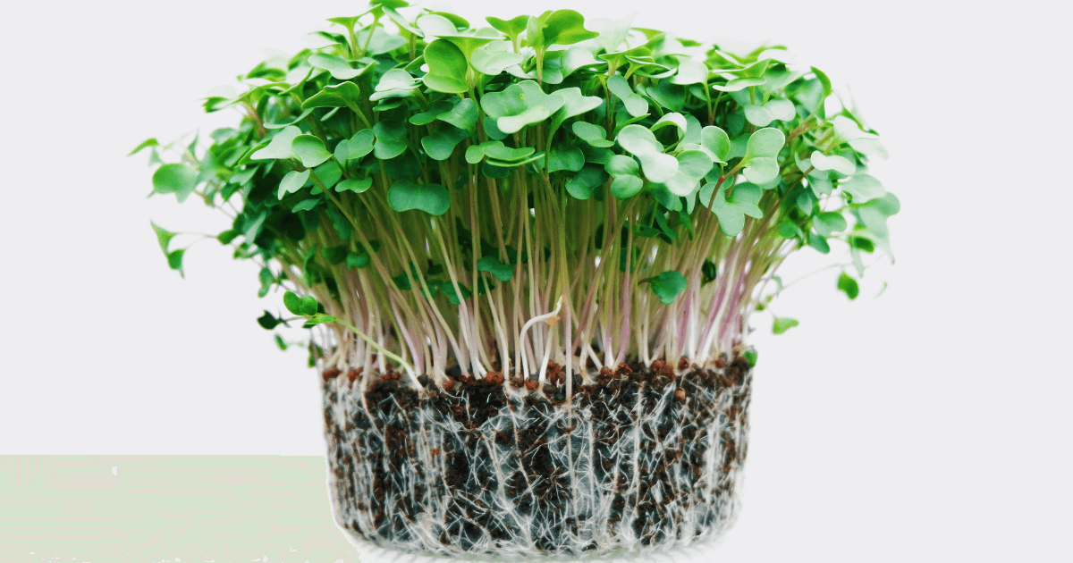 Growing microgreens on a white background