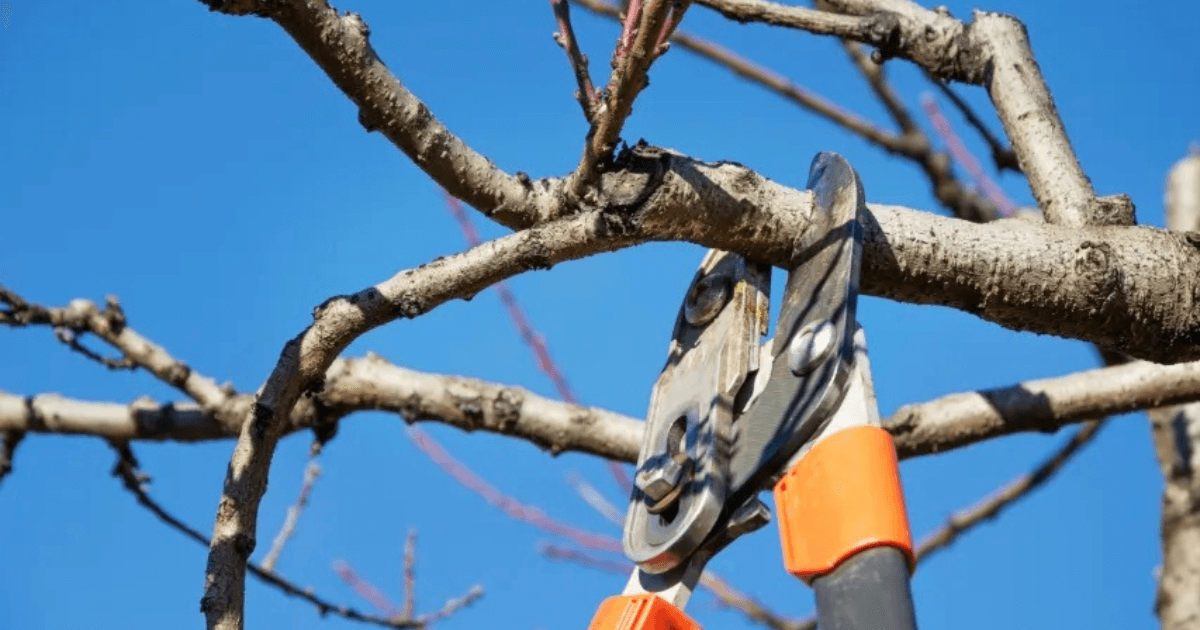 Pruning a tree branch