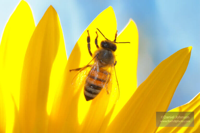 Climate Resilient Pollinator Plants for Minnesota