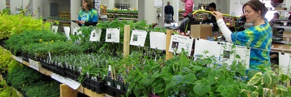 Friends School Plant Sale
