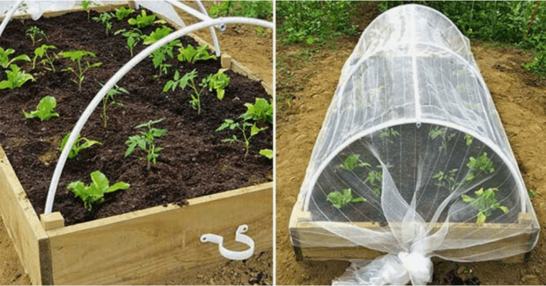 Extending the growing season: start early, end later