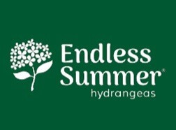 Endless Summer Hydrangeas