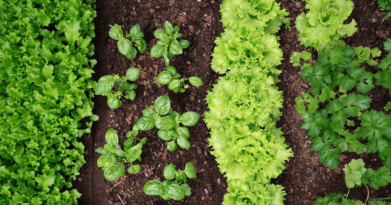 Vegetables