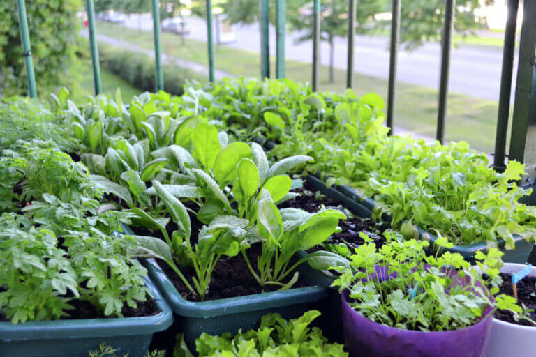 Container Gardening