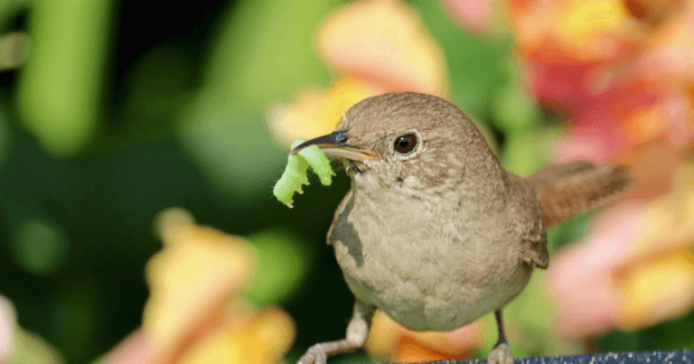 Attracting Birds to Your Garden- Audubon Native Plants Database