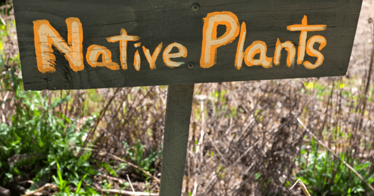 Native plant suppliers, landscapers, and restoration consultants for Minnesota