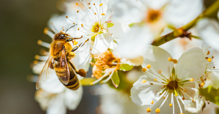 For Pollinators’ Sakes, Don’t Spring into Garden Cleanup Too Soon!
