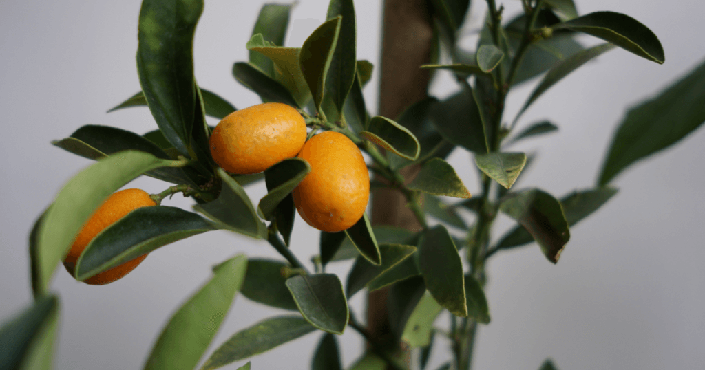 BEST TIME TO PLANT CITRUS TREES IN NORTHERN CALIFORNIA visual data 3