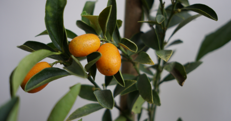 Growing Citrus in the North