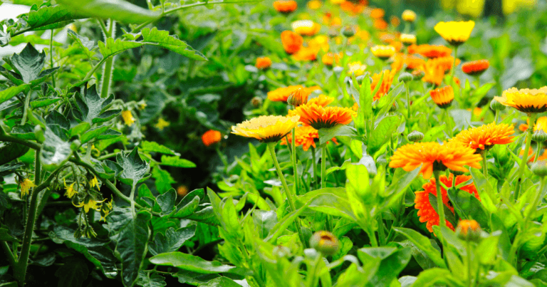 Companion plants: calendula and tomatoes