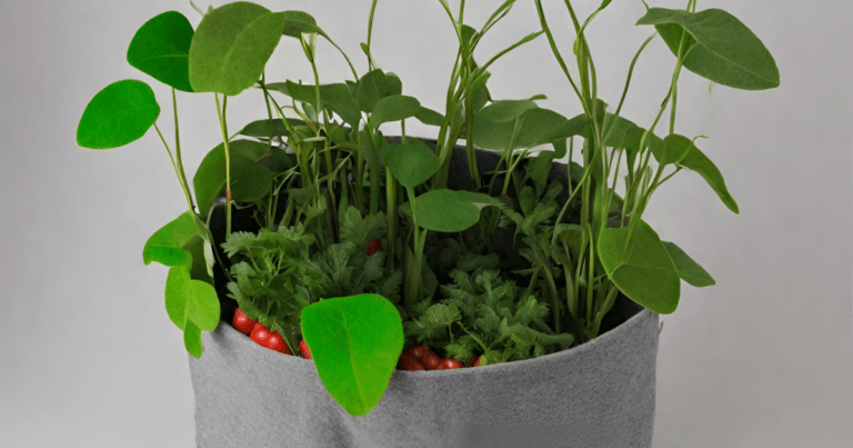 Felt grow bag with soil and plants.