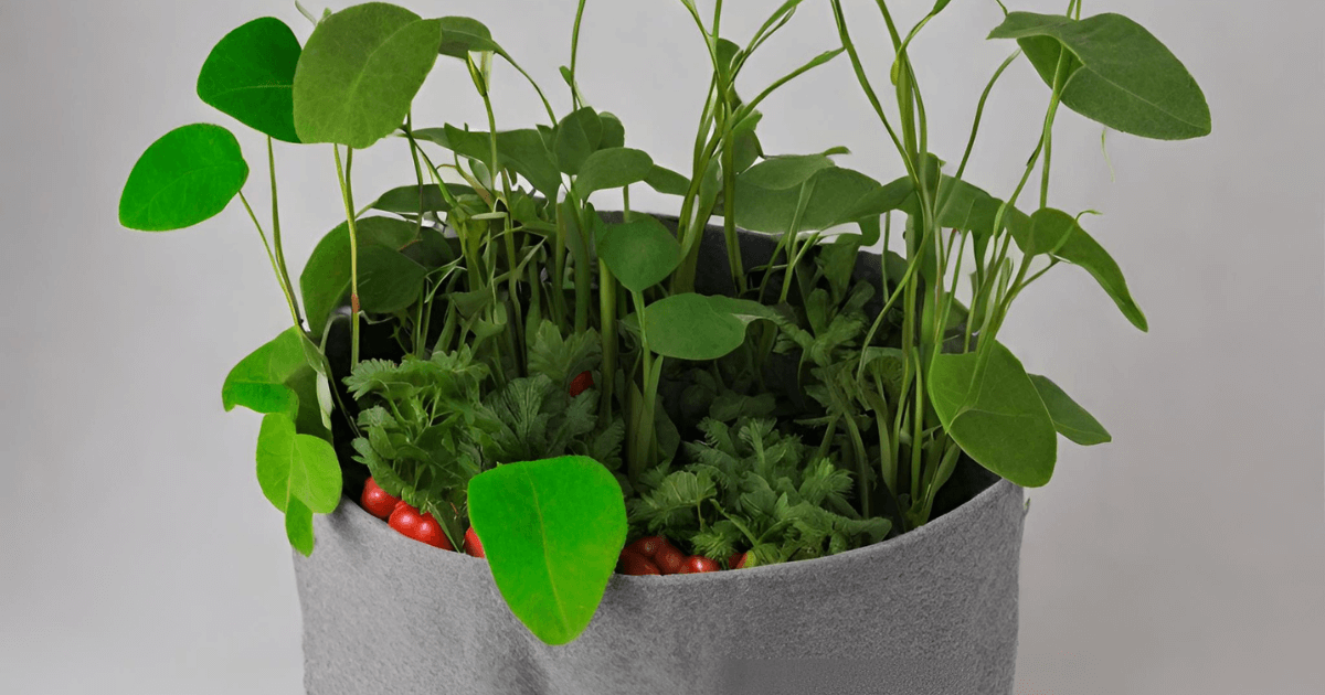 Felt grow bag with soil and plants.