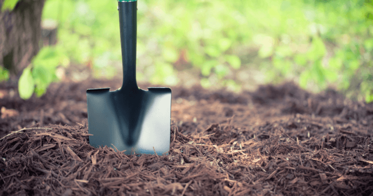 How and Why to Apply Mulches to Your Home Garden