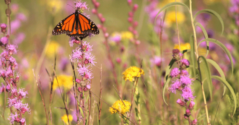 Blue Thumb Plant Finder Tool: Find Native Plants in Minnesota that are Commonly Available