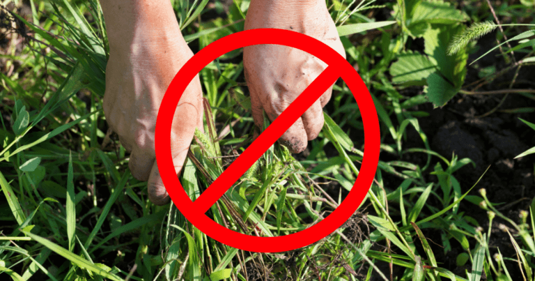 How to Kill Grass and Weeds to Create a New Garden Plot the Easy Way