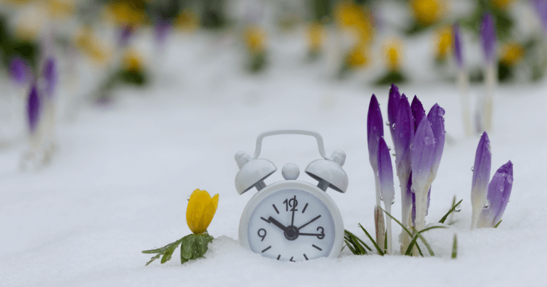 Spring flowers growing up through the snow next to an old-fashioned alarm clock.