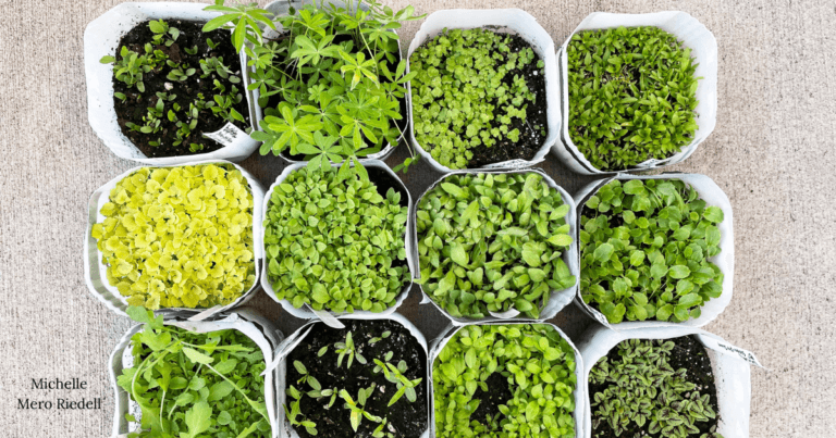 Winter sown seedlings in open milk containers.