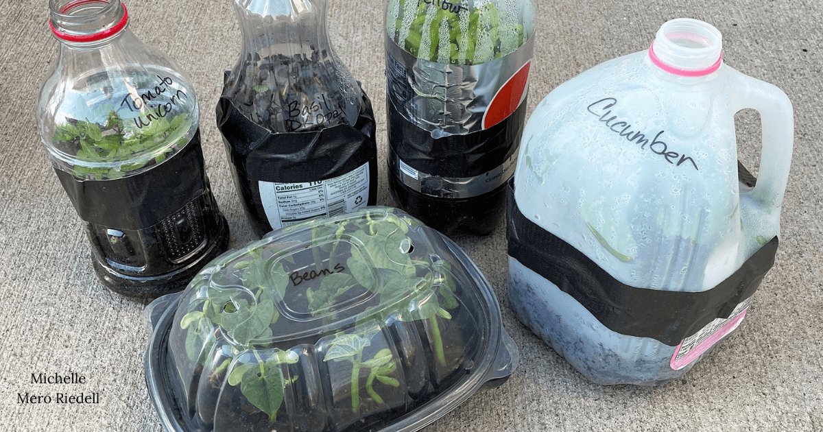 Plastic containers with soil and seedlings.